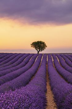 Purple blooming lavender field of Provence, France, at sunset with beautiful scenic sky and tree on horizon