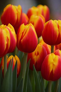 Scarlet red and yellow fresh springtime tulip flowers with green leaves growing in field, close up, low angle view