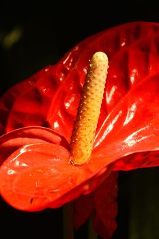 Close up one red tropical Anthurium flower with spadix and spathe, epiphyte of Araceae family also known as tailflower or laceleaf