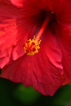 Close up red hibiscus flower pistil (mallow rose), low angle view