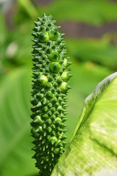 Close up one green tropical Spathiphyllum flower with spadix and spathe, epiphyte of Araceae family also known as spath or peace lilies