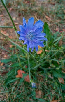 Small blue flower plant on thin green branch