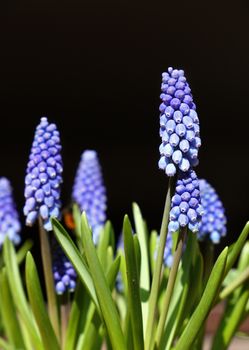 Close up blue Muscari bluebell flowers or grape hyacinth over black background, low angle side view