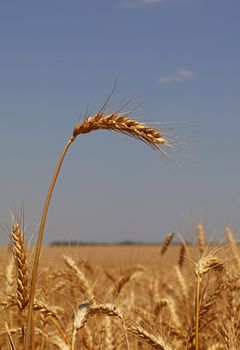 Close up field of ripe wheat or rye ears under clear blue sky, low angle view