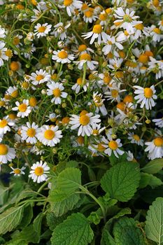 Close up background of fresh white chamomile daisy flowers in garden, high angle view