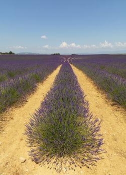 Purple blooming lavender field of Provence, France, in day time, personal perspective