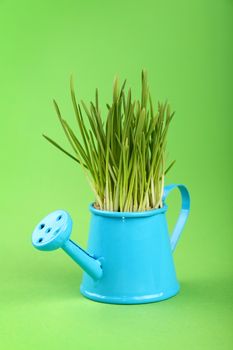 Spring fresh grass growing in small blue metal watering pot, close up over green paper background, low angle side view