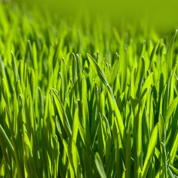 Close up backlit fresh green spring grass background, low angle view, selective focus