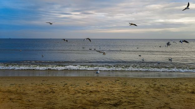 Beach near baltic sea in Swinoujscie in november full of white seagulls