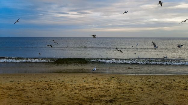 Beach near baltic sea in Swinoujscie in november full of white seagulls