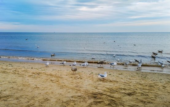 Beach near baltic sea in Swinoujscie in november full of white seagulls