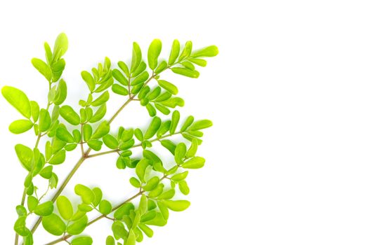 Closeup young moringa leaves branch, herb and medical concept