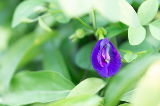 Butterfly pea flower with green branch, herb and medical concept