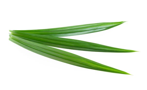 Fresh green pandan leaves isolated on white background