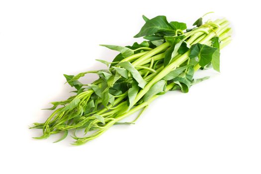 Closeup water spinachon white background, herb and medical concept, selective focus