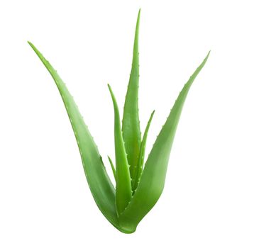 Fresh aloe vera plant isolated on white background, health care concept