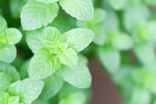 Closeup fresh pepper mint in pot, herb and health care concept, selective focus