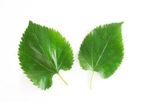 Green mulberry leaf isolated on white background