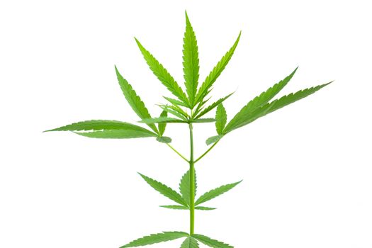 Young cannabis or marijuana leaves plant with white background, health care and medical concept