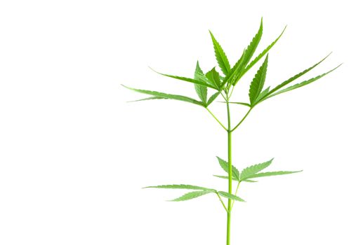 Young cannabis or marijuana leaves plant with white background, health care and medical concept