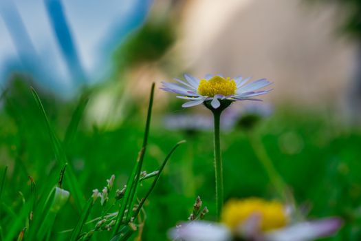 Spring flower on green background, close-up image of daisy flower