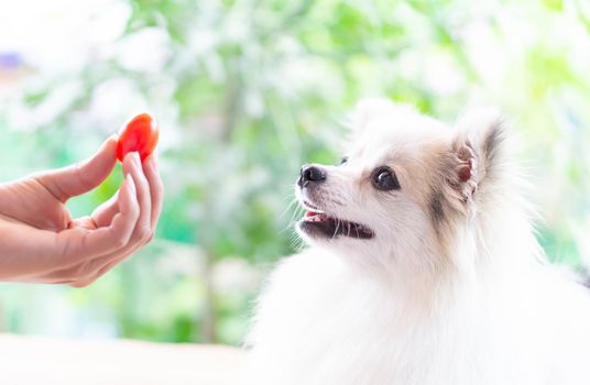 Closeup cute pomeranian dog looking red cherry tomato in hand with happy moment, selective focus