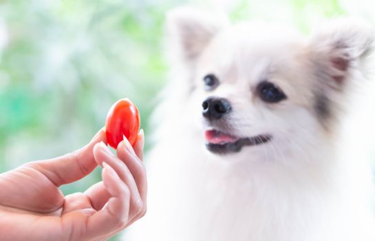 Closeup cute pomeranian dog looking red cherry tomato in hand with happy moment, selective focus