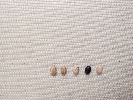 Line with five beans, carioca and black beans, seen from above on the light colored textured fabric.