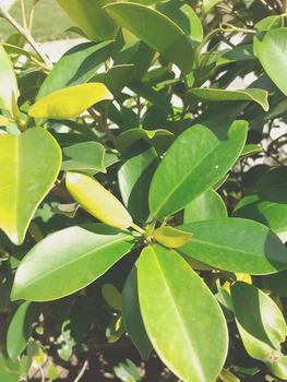 big green leaves of a plant in a natural sunlight