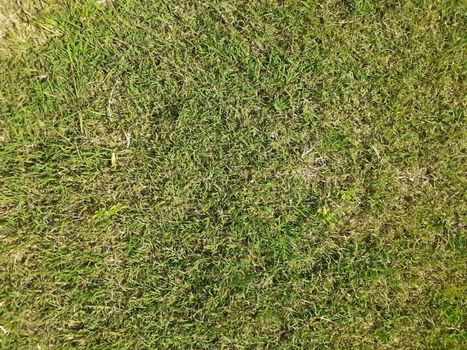 shallow depth of field of grass on a park