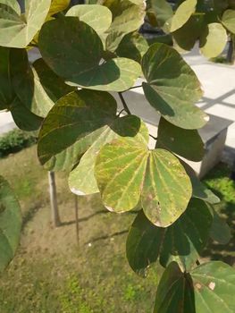 big dry leaves of a plant in a park