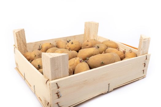 crate of sprouted potato plant ready for planting - on white background in studio