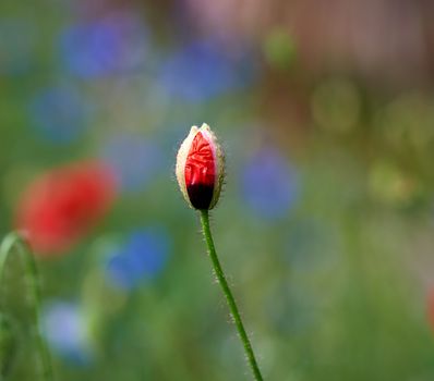 unopened bud of red poppy in the field, spring day, close up