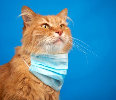 adult red fluffy cat sitting in a disposable medical mask on a blue background, concept of preventing an epidemic