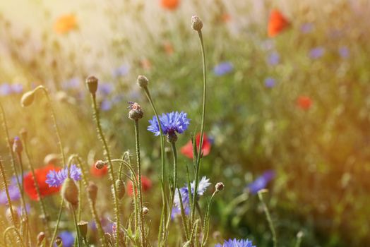 large field with blue cornflowers and red blooming poppies and green leaves on a spring day in the sun