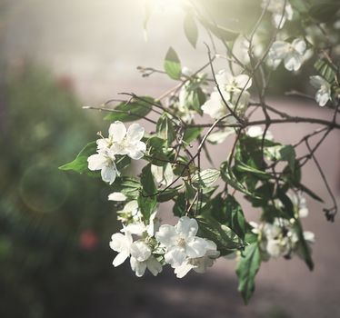 jasmine branch with white flowers and green leaves, day