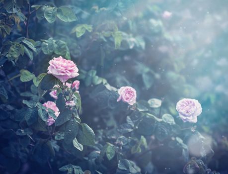 rose bush with blooming pink buds and green leaves in the sun, close up