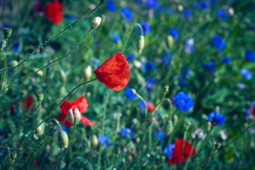 large field with blue cornflowers and red blooming poppies and green leaves on a spring day in the sun