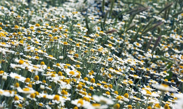 large field with white blooming daisies on a spring day, selective focus