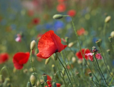 field with red blooming poppies and green leaves on a spring day, close up