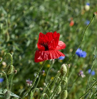 field with red blooming poppies and green leaves on a spring day, close up