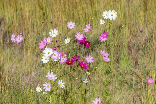 White and different shades of pink and red cosmos flowers, Cosmos bipinnatus