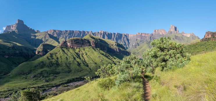Panoramic view from the Tugela Gorge hiking trail towards the Amphitheatre. The Tugela River and protea trees are visible