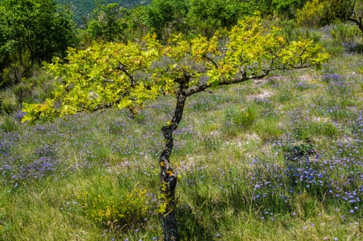 regional park the provencal baronies