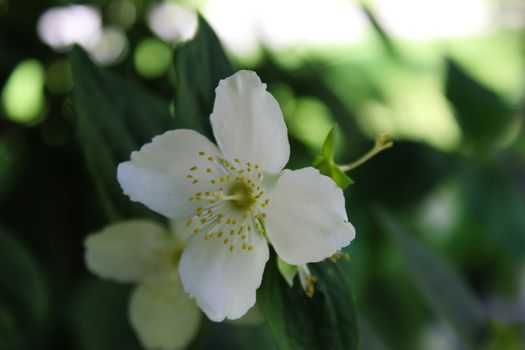 A beautiful white flower with a green background, looks like a reflection in a mirror. Philadelphus coronarius, sweet mock-orange, English dogwood. Beja, Portugal.