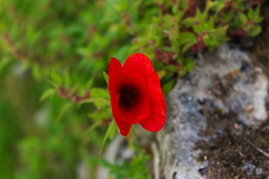 Red poppy flower on the wall. Papaver rhoeas, common poppy, corn poppy, corn rose, field poppy, Flanders poppy, red poppy. Beja, Portugal.