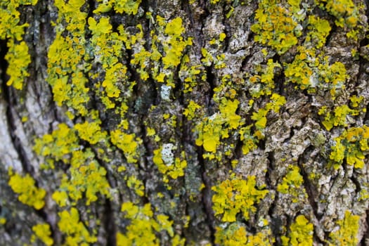 Lot of yellow mold on the tree bark. Selective focus. Texture. Beja, Portugal.