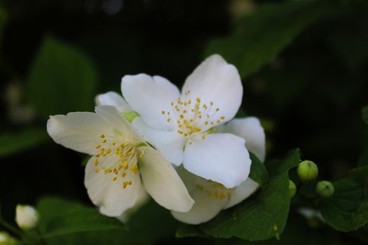 Bunch of white flowers with dark green background. Philadelphus coronarius, sweet mock-orange, English dogwood. Beja, Portugal.