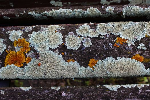 Fungus on the wooden bench. Beja, Portugal.