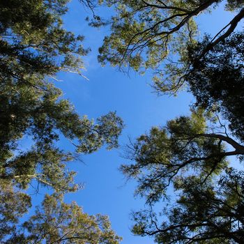 Concept of free day. Day in a park. The green trees top in the park. Beja, Portugal.